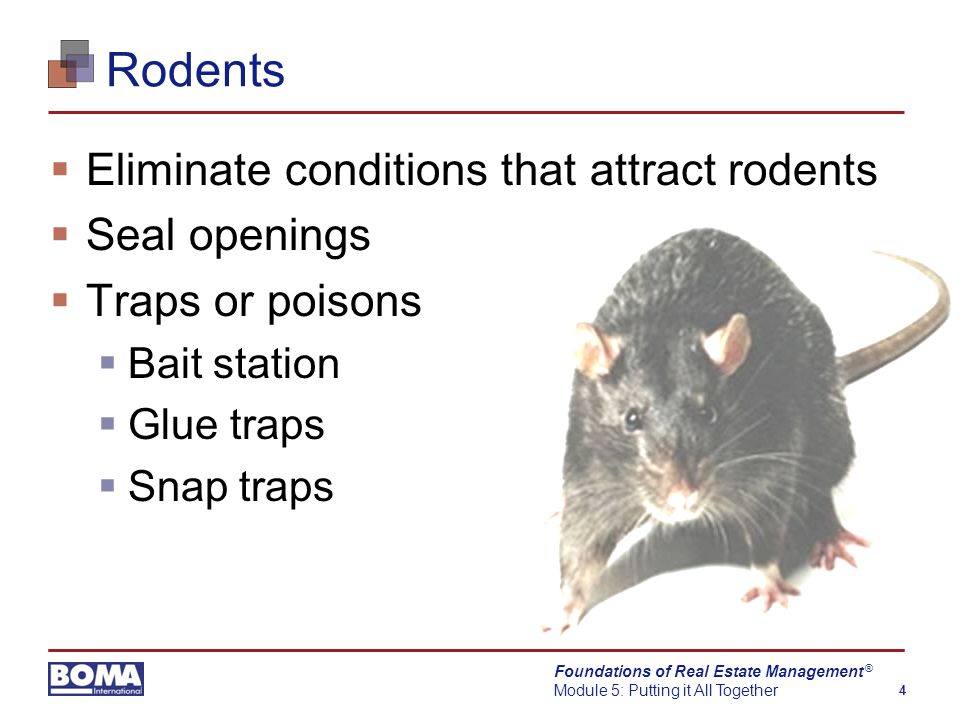 Foundations of Real Estate Management Module 5: Putting it All Together 4 ® Rodents  Eliminate conditions that attract rodents  Seal openings  Traps or poisons  Bait station  Glue traps  Snap traps
