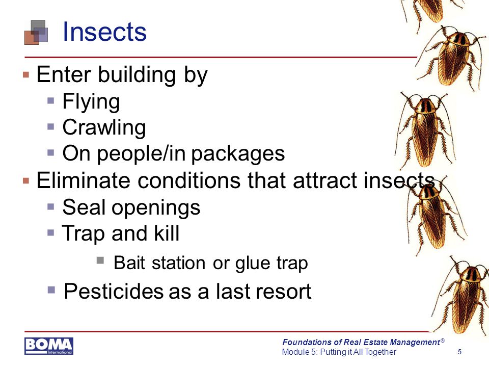 Foundations of Real Estate Management Module 5: Putting it All Together 5 ® Insects  Enter building by  Flying  Crawling  On people/in packages  Eliminate conditions that attract insects  Seal openings  Trap and kill  Bait station or glue trap  Pesticides as a last resort