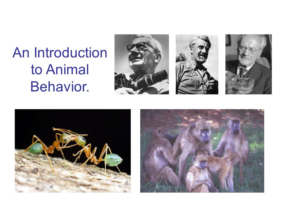 An Introduction to Animal Behavior. Next time…