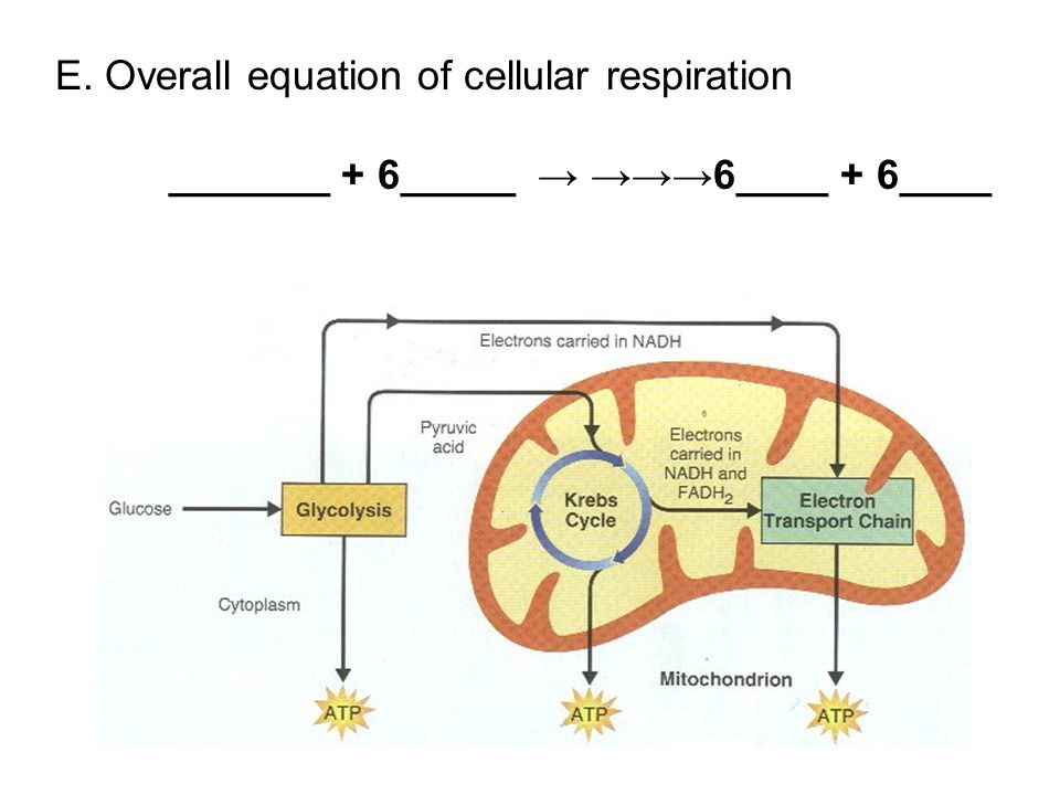 Unit 2 Cells Chapter 4 And Energy I Chemical 43 E Overall Equation Of Cellular Respiration 6