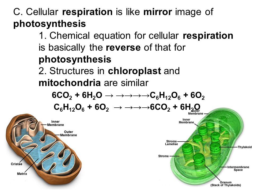 Write Down The Summary Equation For Cellular Respiration Chemical Equation Of Respiration Talkchannels