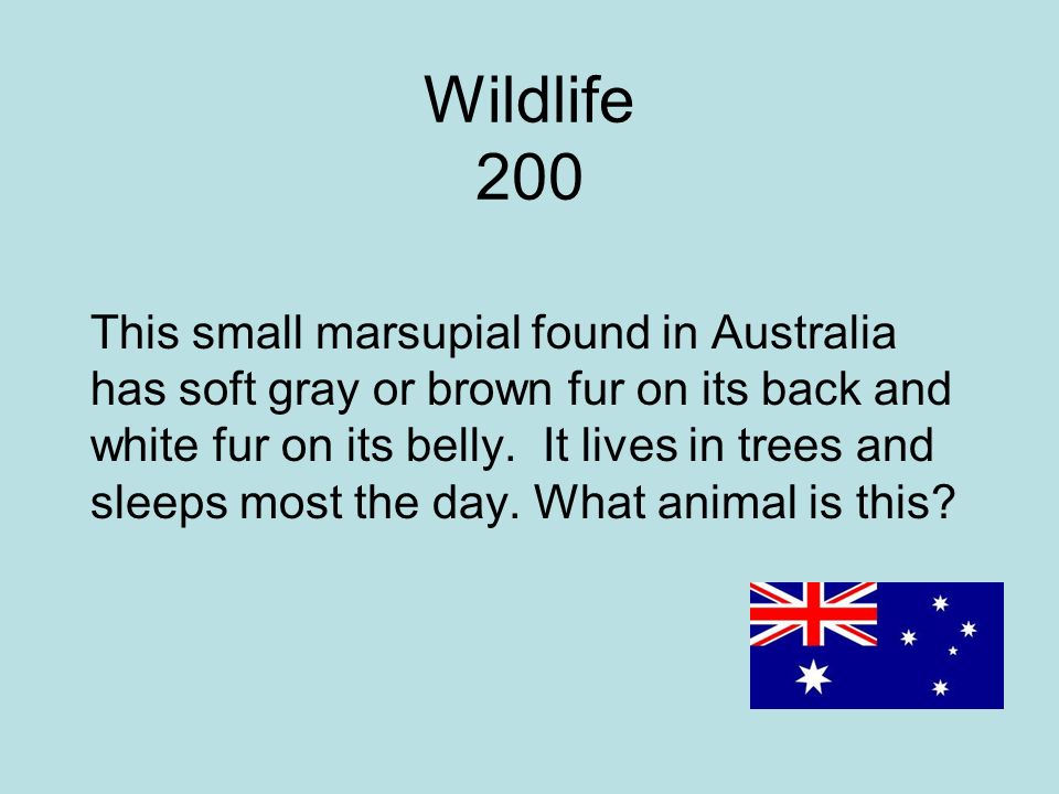 Wildlife 200 This small marsupial found in Australia has soft gray or brown fur on its back and white fur on its belly.