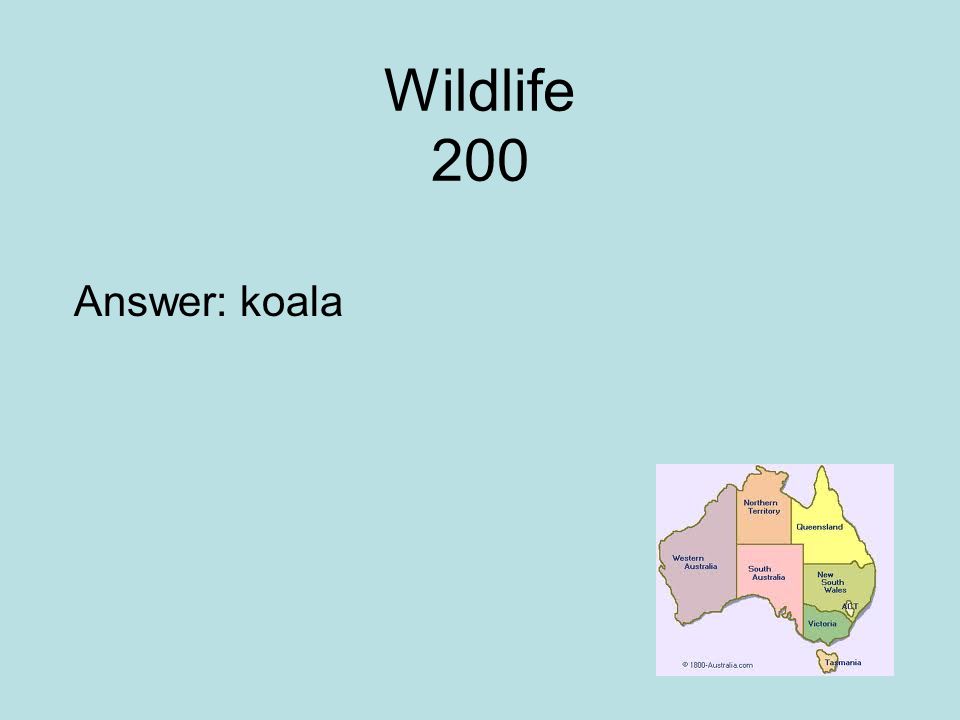 Wildlife 200 Answer: koala