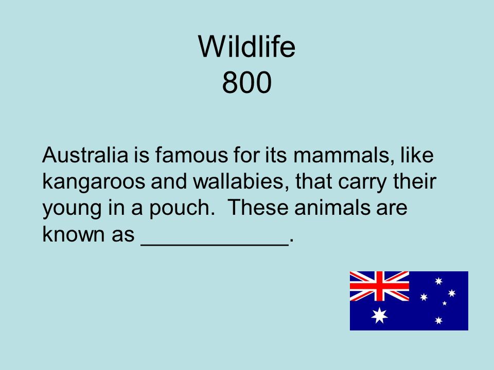 Wildlife 800 Australia is famous for its mammals, like kangaroos and wallabies, that carry their young in a pouch.