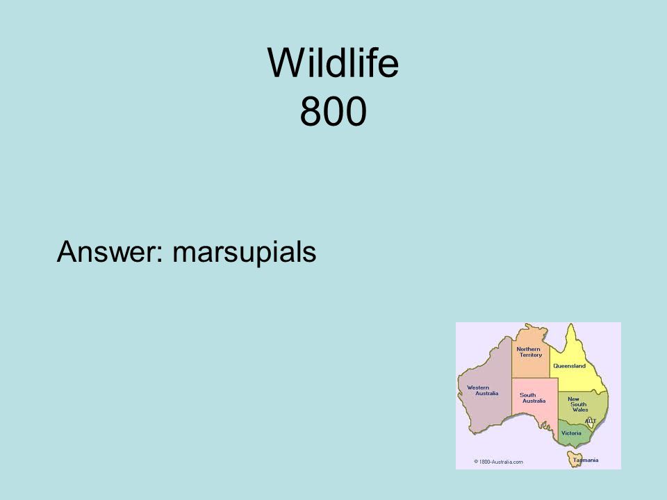 Wildlife 800 Answer: marsupials