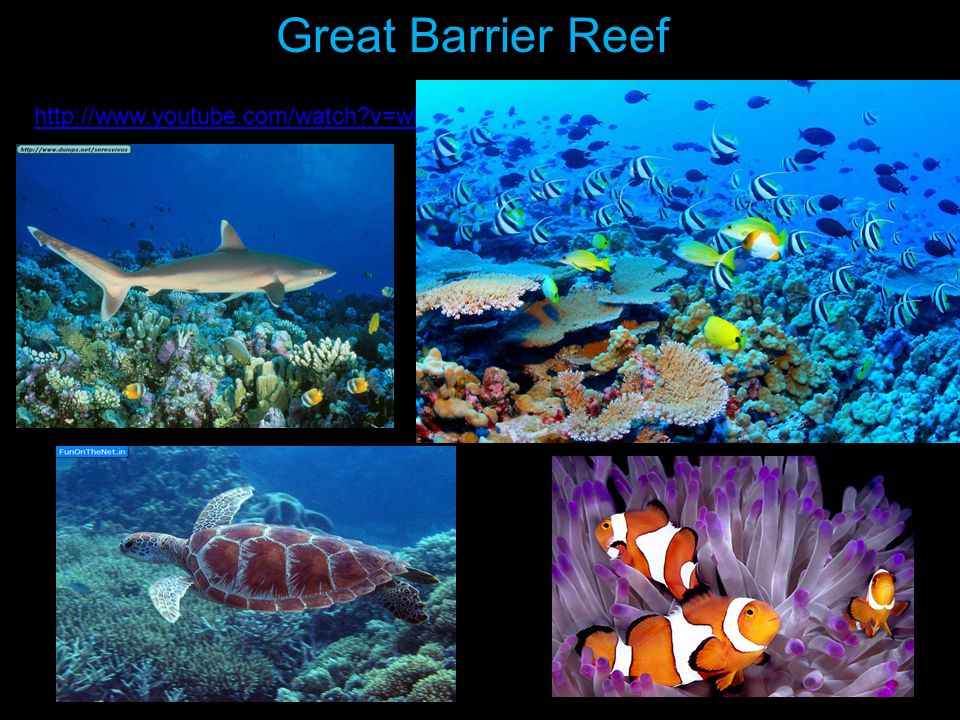 Water Resources Great Barrier Reef 2,500 km = miles Largest living thing in the world