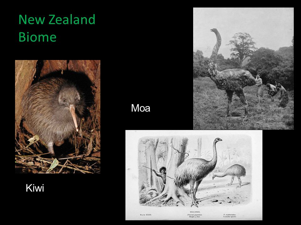 New Zealand Biome 30% Forest Animals: – Kiwis – Moas – Bats