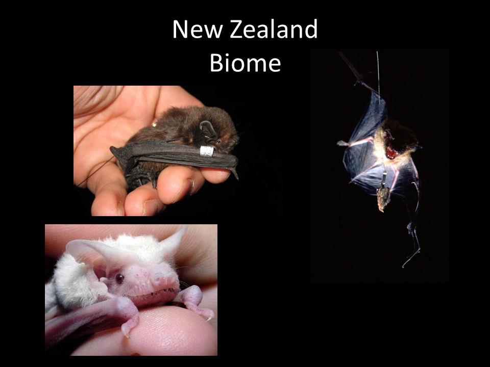 New Zealand Biome Kiwi Moa
