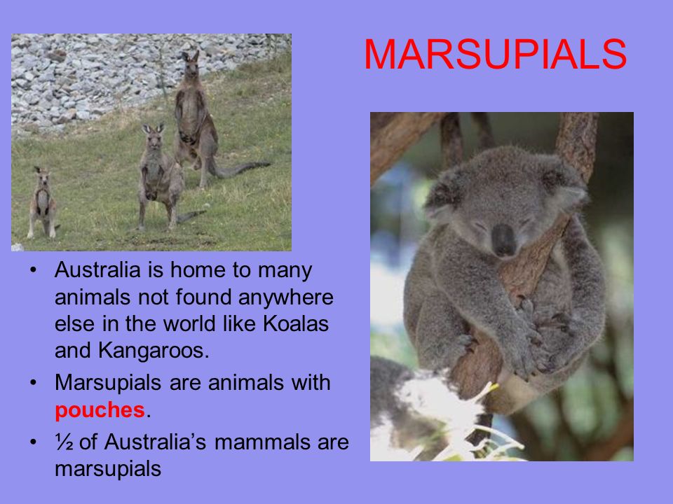 Kookaburra Wombat Emu