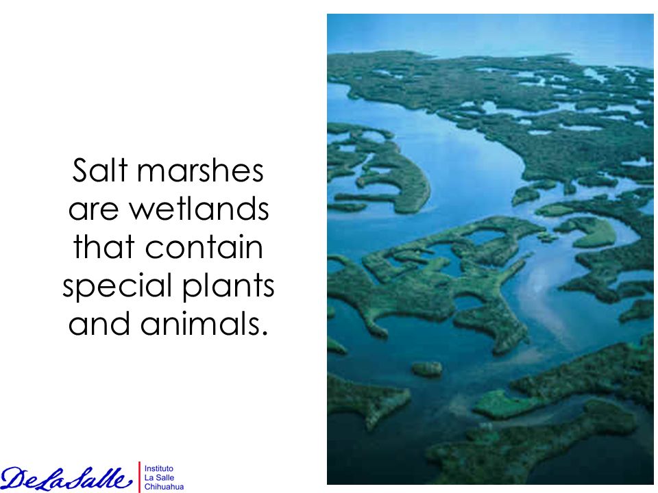 Salt marshes are wetlands that contain special plants and animals.