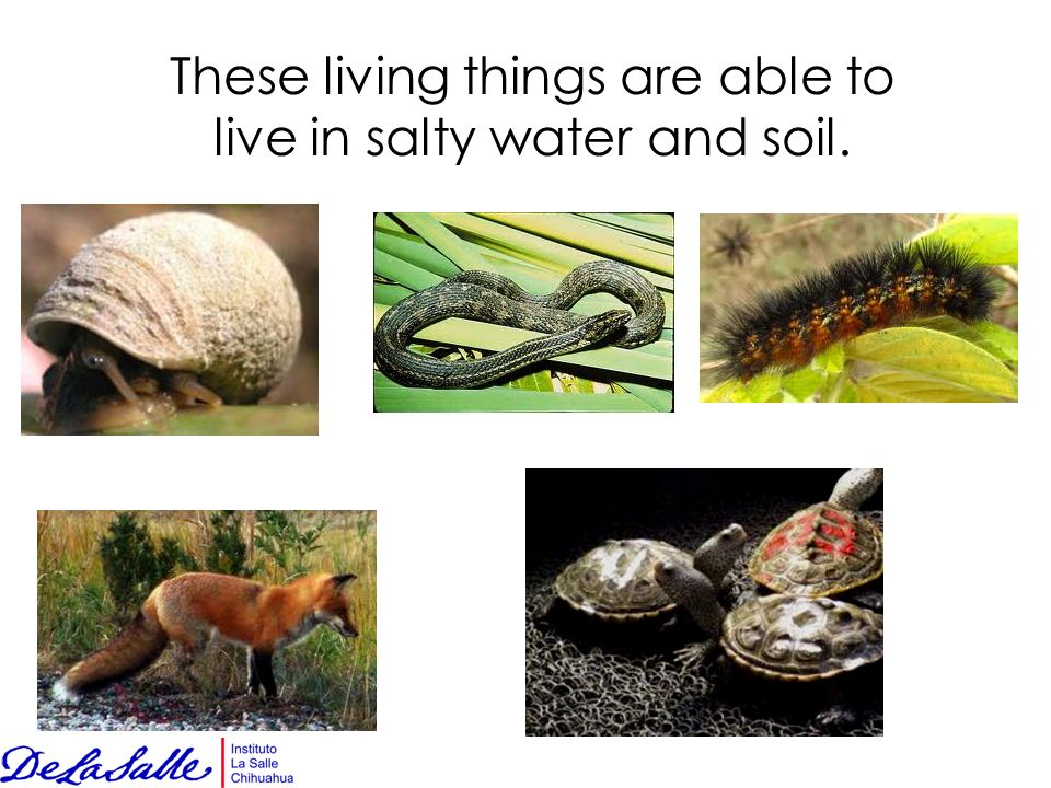 These living things are able to live in salty water and soil.