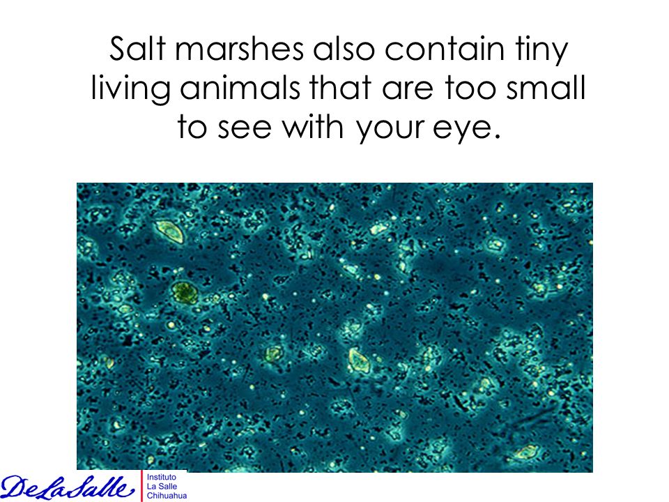 Salt marshes also contain tiny living animals that are too small to see with your eye.