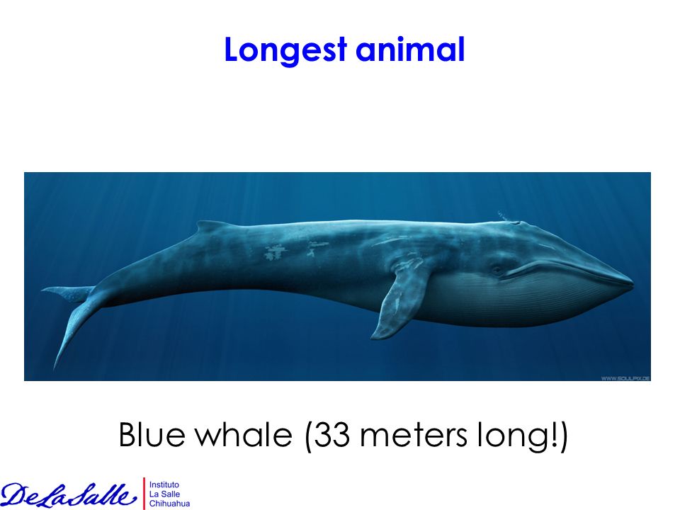 Longest animal Blue whale (33 meters long!)