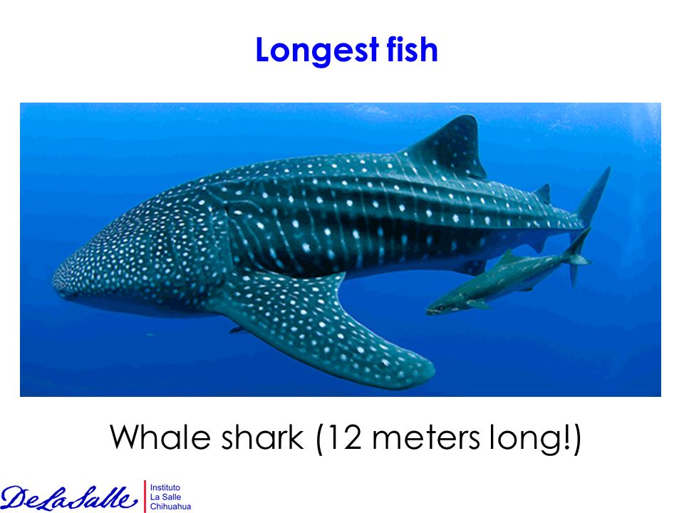 Longest fish Whale shark (12 meters long!)