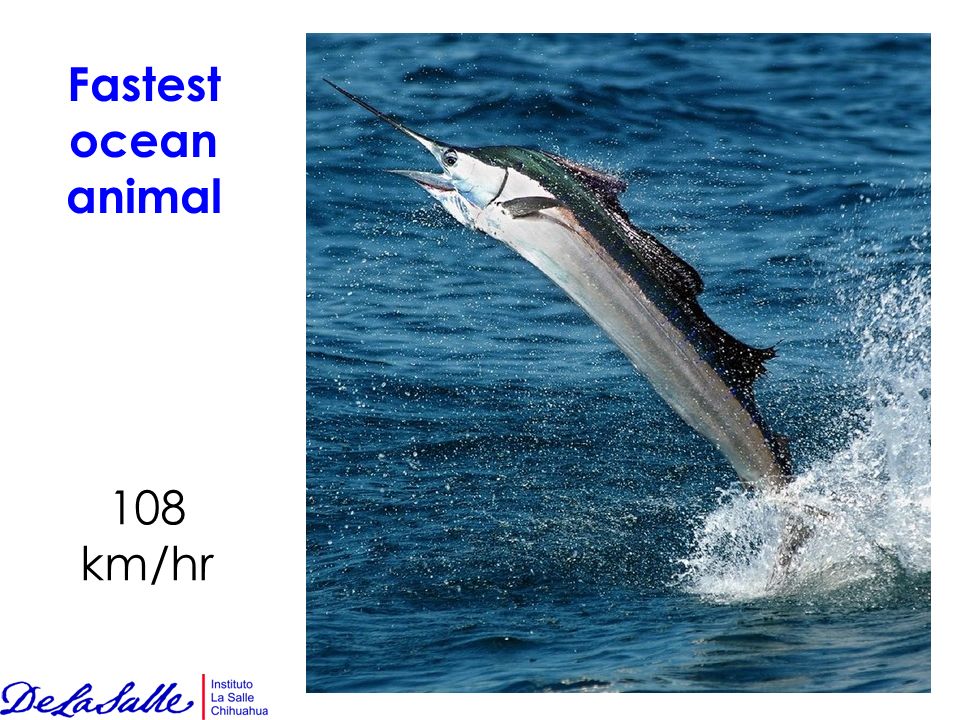 Fastest ocean animal 108 km/hr