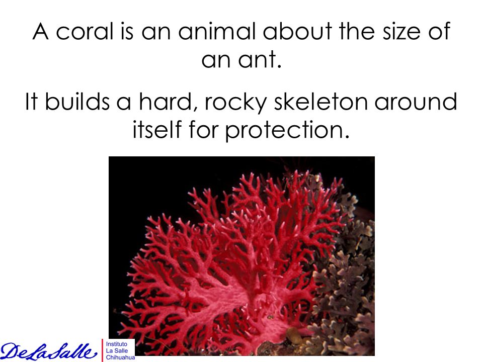 A coral is an animal about the size of an ant.
