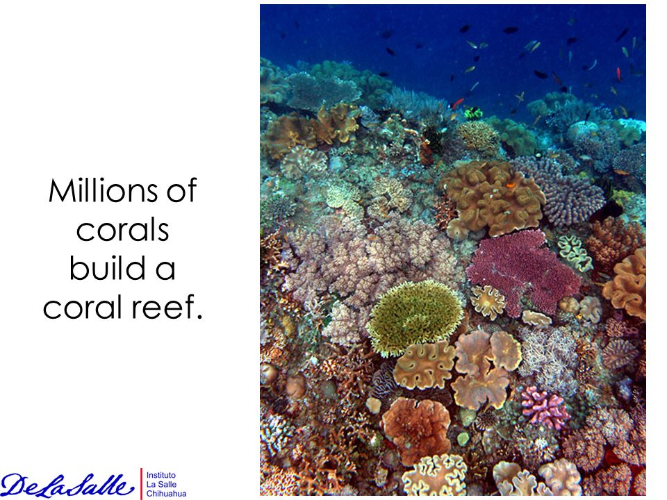 Millions of corals build a coral reef.