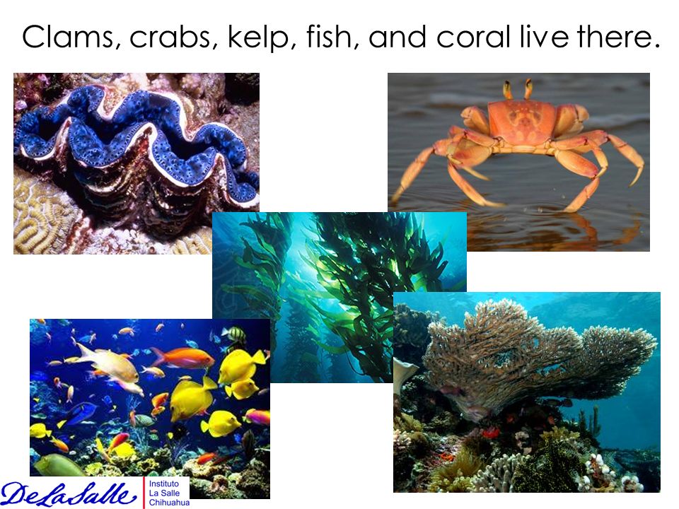 Clams, crabs, kelp, fish, and coral live there.