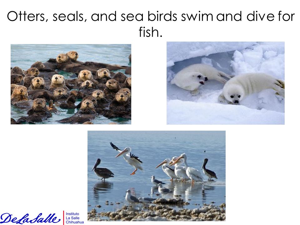 Otters, seals, and sea birds swim and dive for fish.