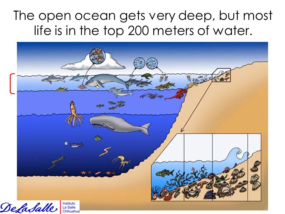 The open ocean gets very deep, but most life is in the top 200 meters of water.