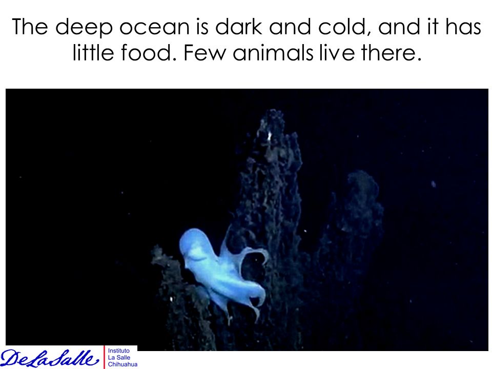The deep ocean is dark and cold, and it has little food. Few animals live there.