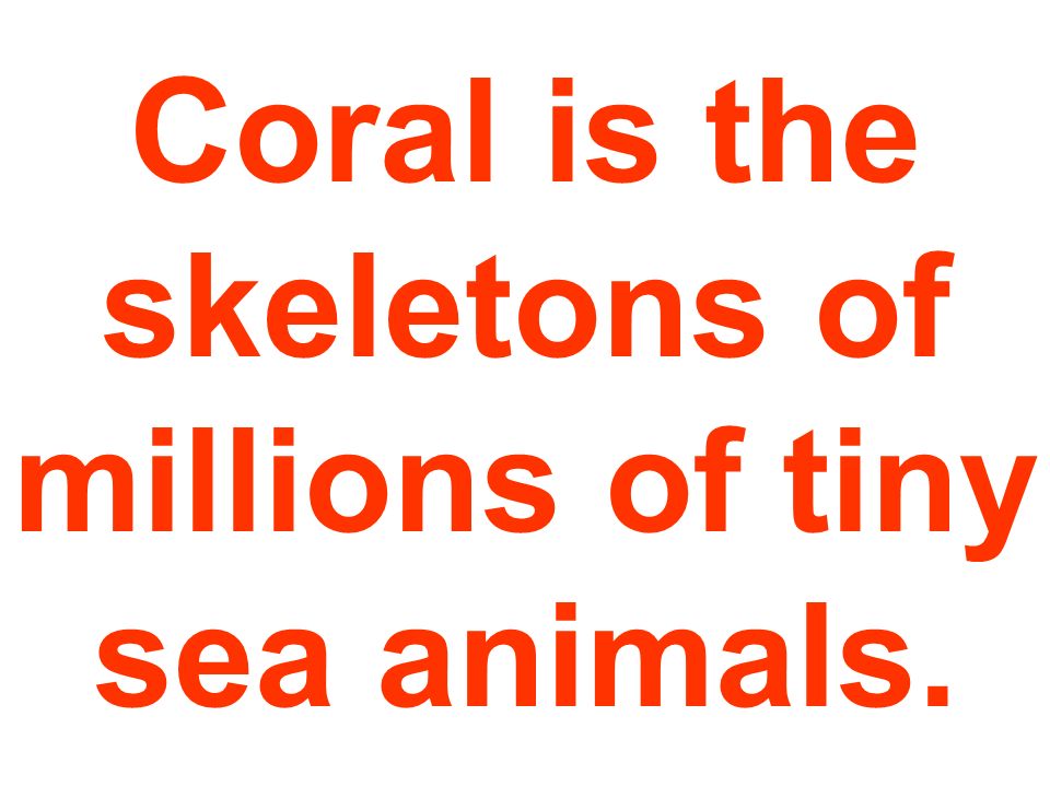 Coral is the skeletons of millions of tiny sea animals.