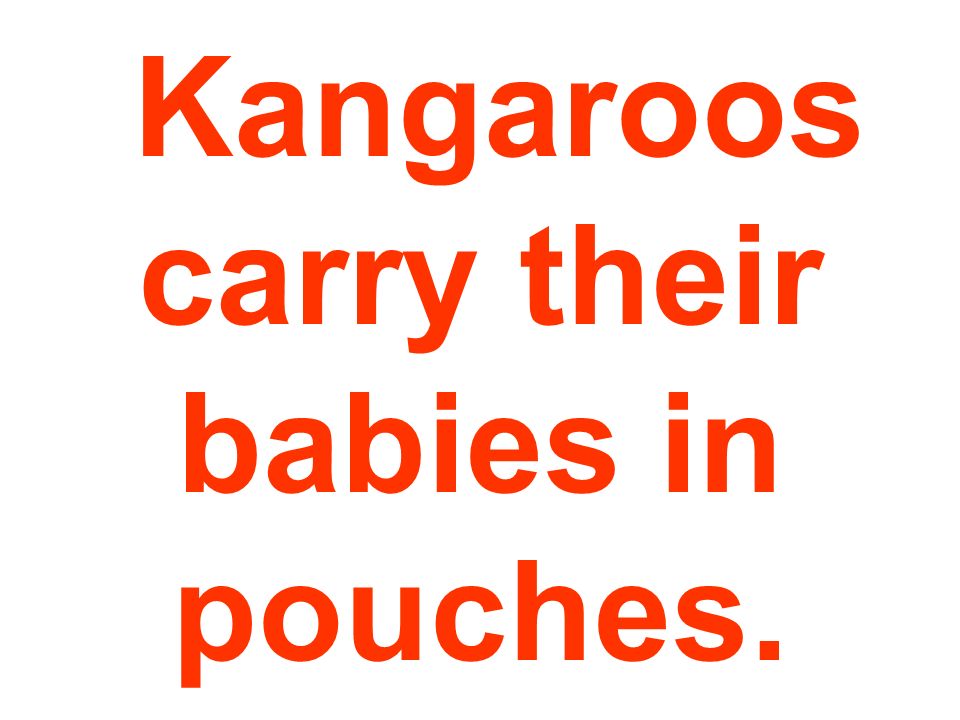 Kangaroos carry their babies in pouches.