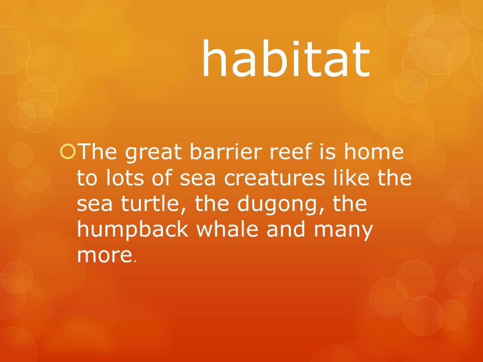 habitat  The great barrier reef is home to lots of sea creatures like the sea turtle, the dugong, the humpback whale and many more.