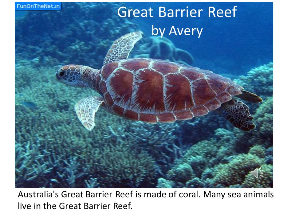 The Great Barrier Reef Colby Cornwell The Great Barrier Reef has 400 types of Coral.