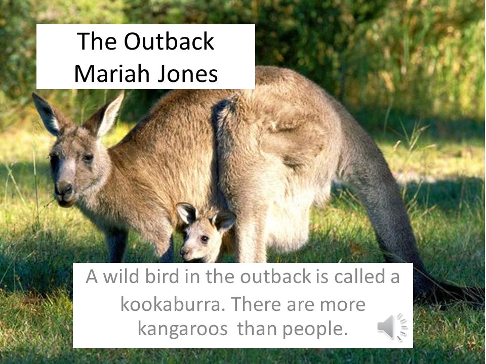 Australian Animals By Breanna Koalas, kangaroos and wombats live in Australia.