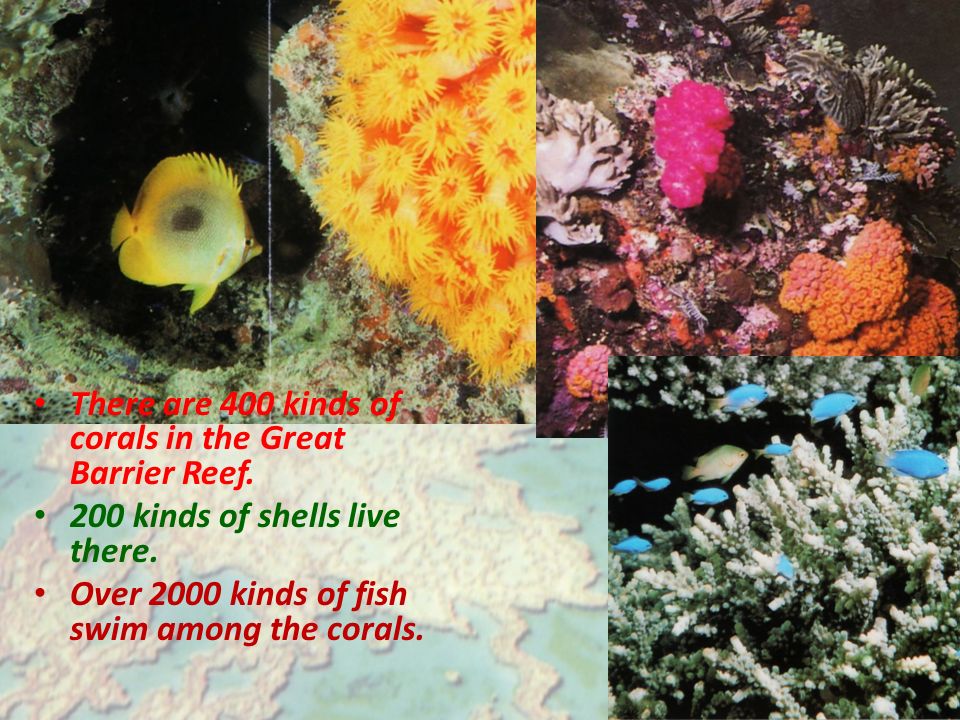 There are 400 kinds of corals in the Great Barrier Reef.