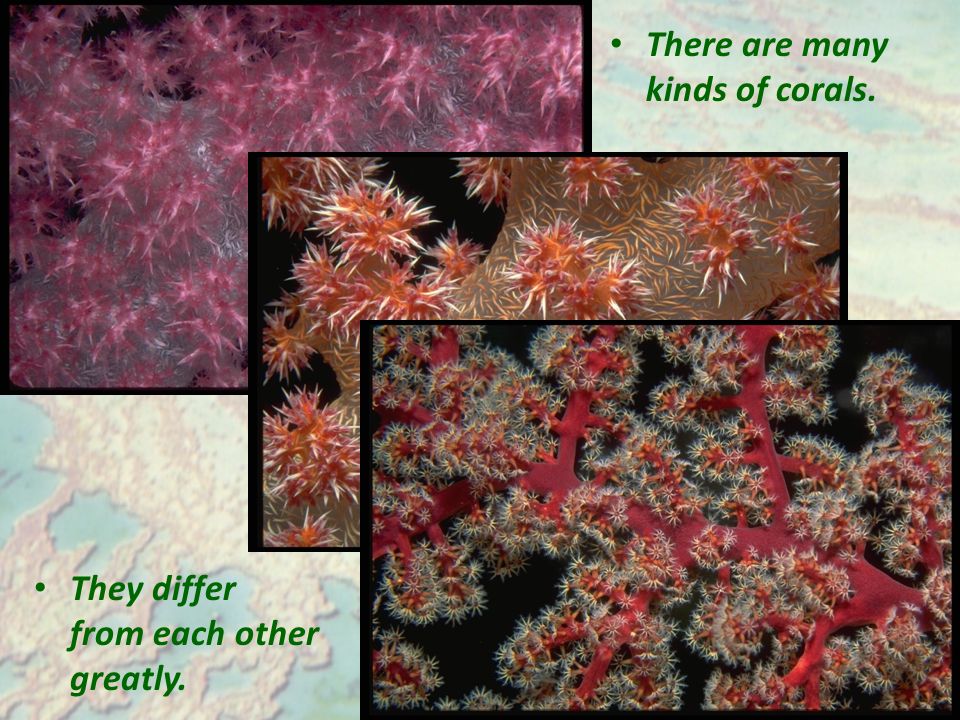 They differ from each other greatly. There are many kinds of corals.