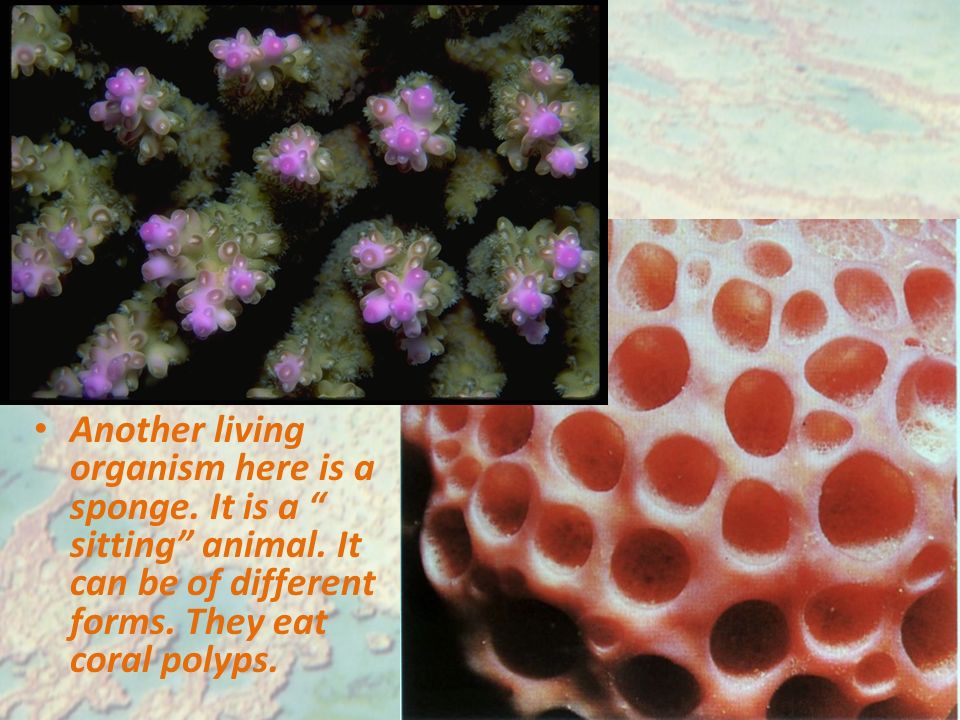 Another living organism here is a sponge. It is a sitting animal.