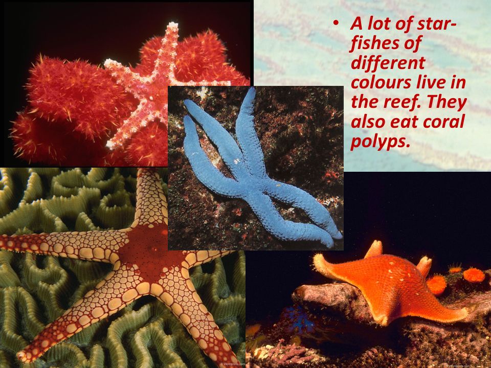 A lot of star- fishes of different colours live in the reef. They also eat coral polyps.