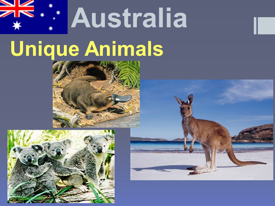 Australia Unique Animals
