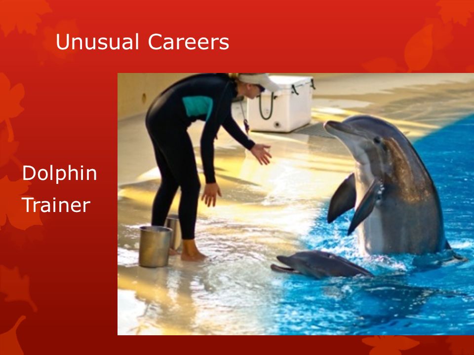 unusual careers