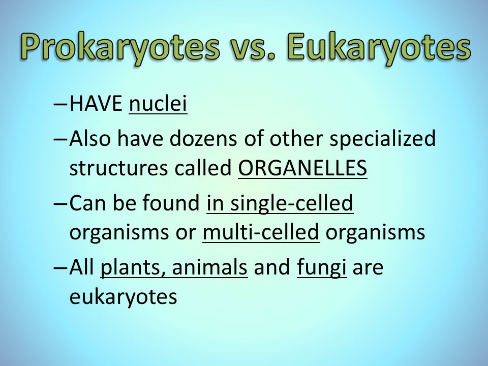 – HAVE nuclei – Also have dozens of other specialized structures called ORGANELLES – Can be found in single-celled organisms or multi-celled organisms – All plants, animals and fungi are eukaryotes
