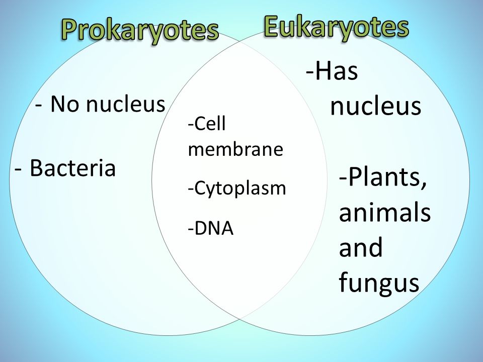 -No nucleus -Bacteria -Cell membrane -Cytoplasm -DNA -Has nucleus -Plants, animals and fungus