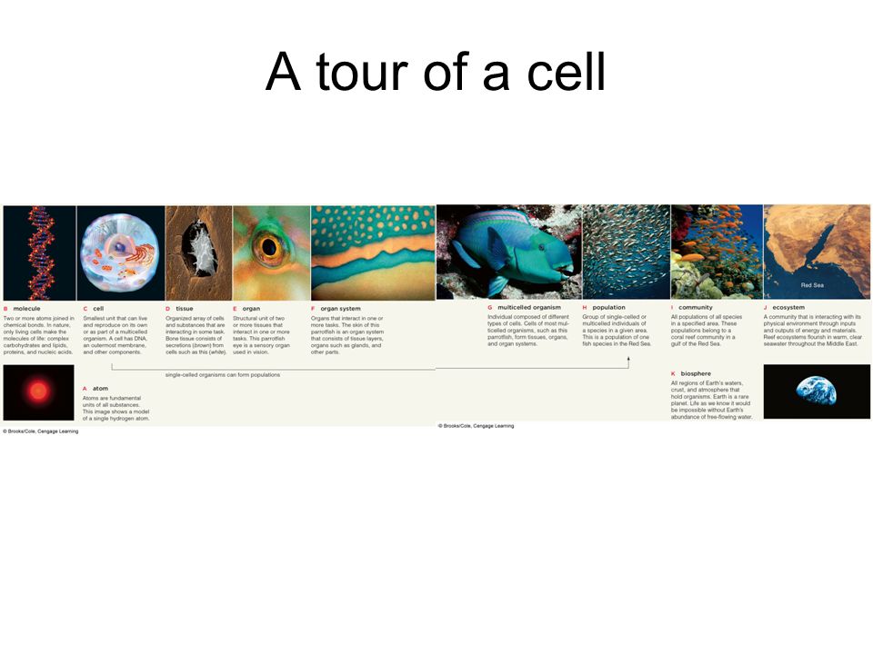 A tour of a cell