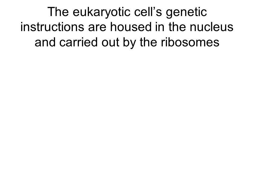 The eukaryotic cell’s genetic instructions are housed in the nucleus and carried out by the ribosomes