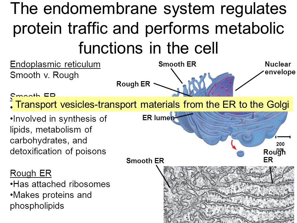 The endomembrane system regulates protein traffic and performs metabolic functions in the cell Endoplasmic reticulum Smooth v.