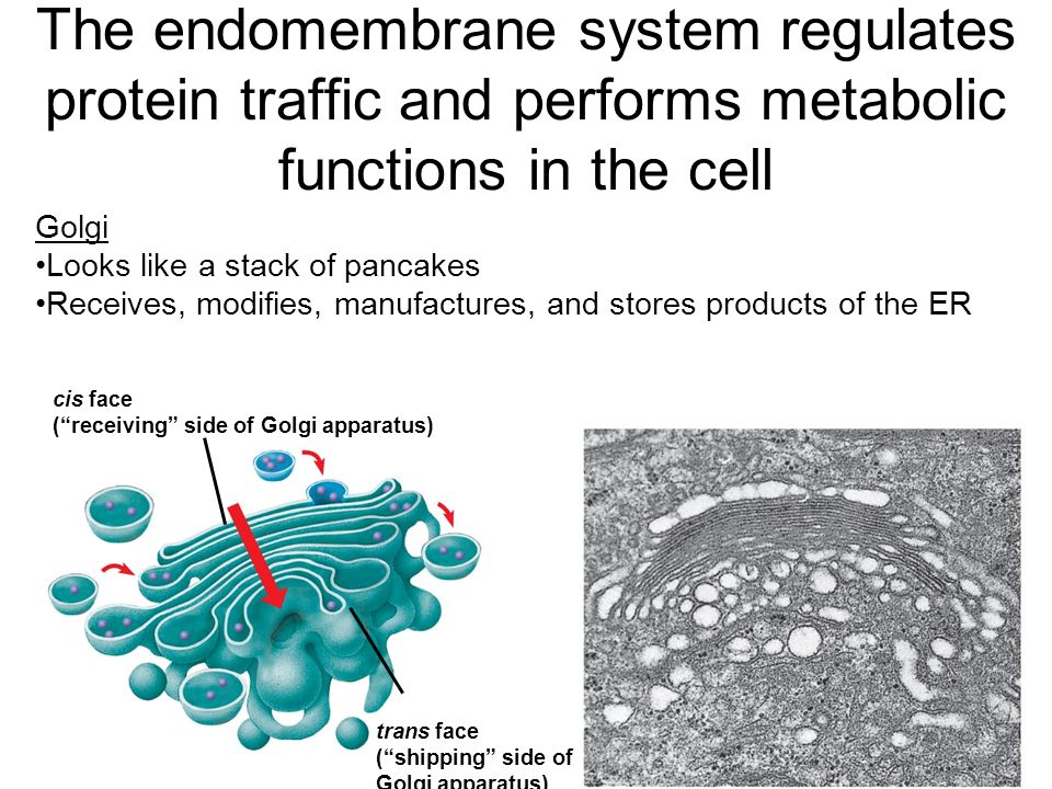 The endomembrane system regulates protein traffic and performs metabolic functions in the cell Golgi Looks like a stack of pancakes Receives, modifies, manufactures, and stores products of the ER cis face ( receiving side of Golgi apparatus) trans face ( shipping side of Golgi apparatus)