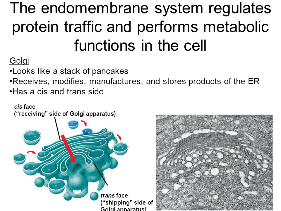 The endomembrane system regulates protein traffic and performs metabolic functions in the cell Golgi Looks like a stack of pancakes Receives, modifies, manufactures, and stores products of the ER Has a cis and trans side cis face ( receiving side of Golgi apparatus) trans face ( shipping side of Golgi apparatus)