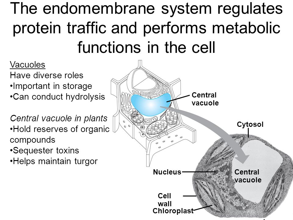 The endomembrane system regulates protein traffic and performs metabolic functions in the cell Vacuoles Have diverse roles Important in storage Can conduct hydrolysis Central vacuole in plants Hold reserves of organic compounds Sequester toxins Helps maintain turgor Central vacuole Cytosol Central vacuole Nucleus Cell wall Chloroplast 5 µm