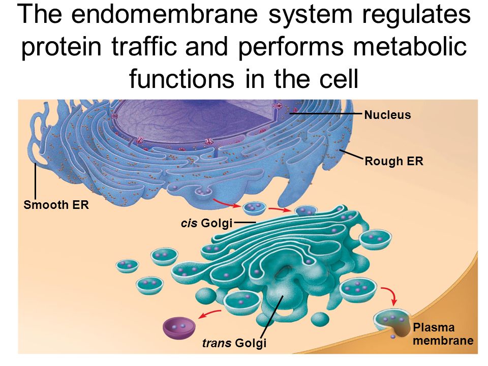 The endomembrane system regulates protein traffic and performs metabolic functions in the cell Smooth ER Nucleus Rough ER Plasma membrane cis Golgi trans Golgi
