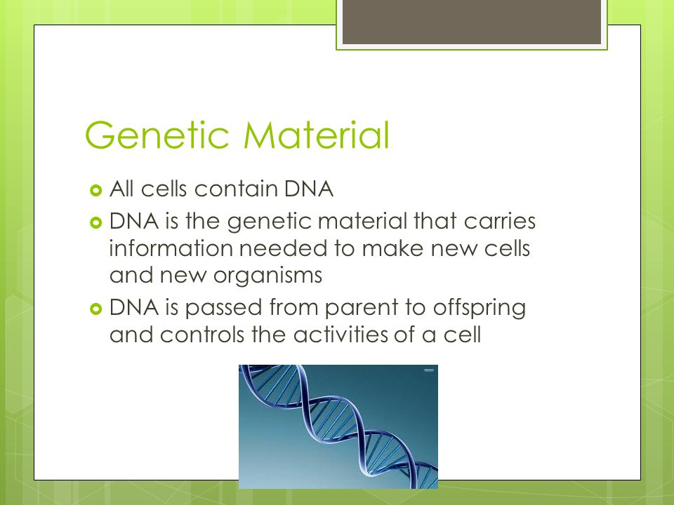Genetic Material  All cells contain DNA  DNA is the genetic material that carries information needed to make new cells and new organisms  DNA is passed from parent to offspring and controls the activities of a cell