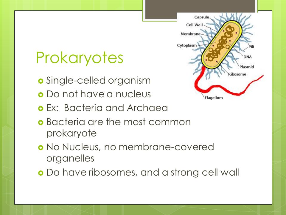 Prokaryotes  Single-celled organism  Do not have a nucleus  Ex: Bacteria and Archaea  Bacteria are the most common prokaryote  No Nucleus, no membrane-covered organelles  Do have ribosomes, and a strong cell wall