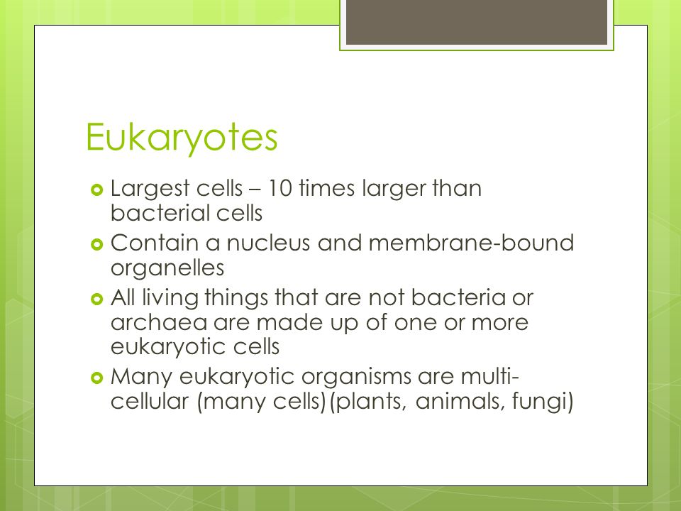 Eukaryotes  Largest cells – 10 times larger than bacterial cells  Contain a nucleus and membrane-bound organelles  All living things that are not bacteria or archaea are made up of one or more eukaryotic cells  Many eukaryotic organisms are multi- cellular (many cells)(plants, animals, fungi)
