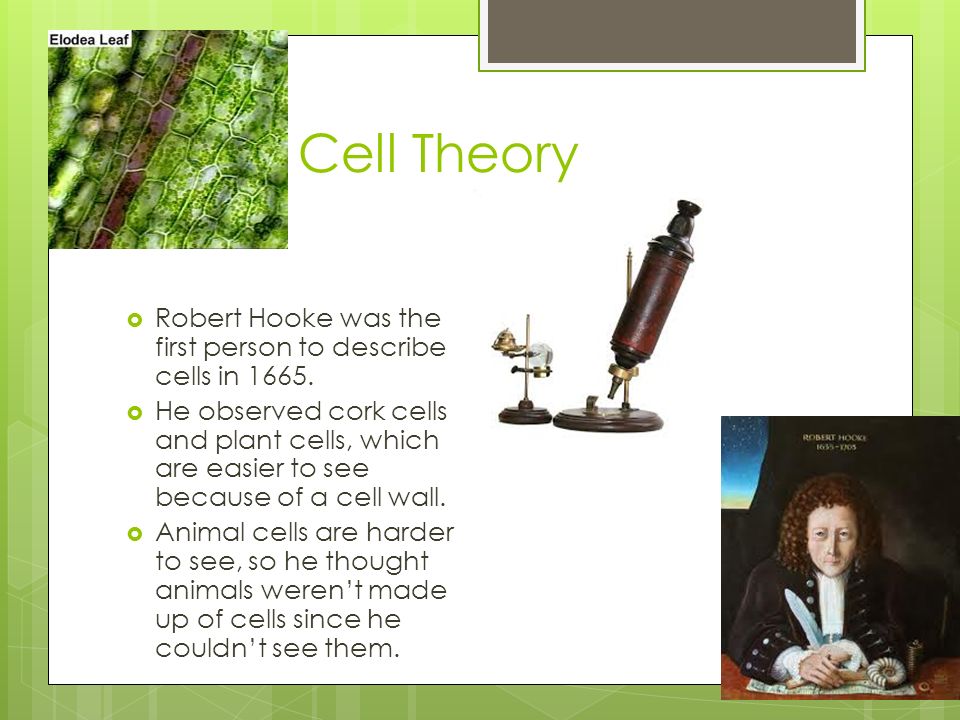 Cell Theory  Robert Hooke was the first person to describe cells in 1665.