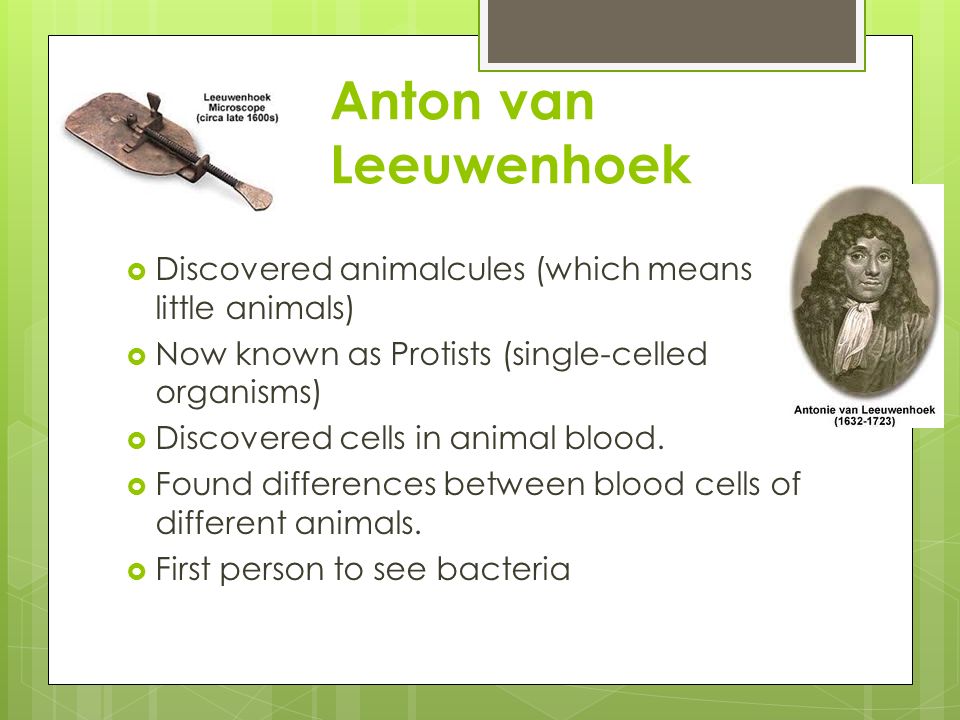 Anton van Leeuwenhoek  Discovered animalcules (which means little animals)  Now known as Protists (single-celled organisms)  Discovered cells in animal blood.